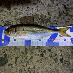 広島からアジを求めて