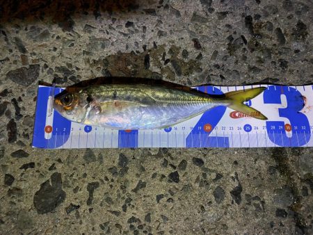 広島からアジを求めて