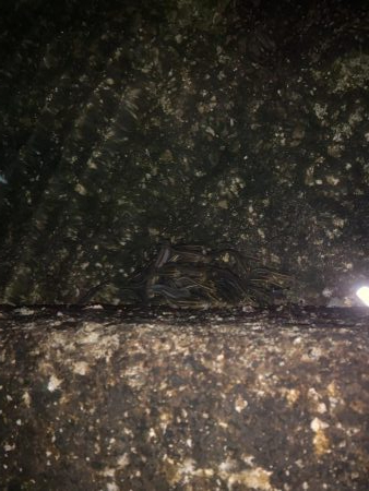 ライトゲーム！！