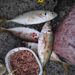 11/23釣果真鯛尺アジヘダイ