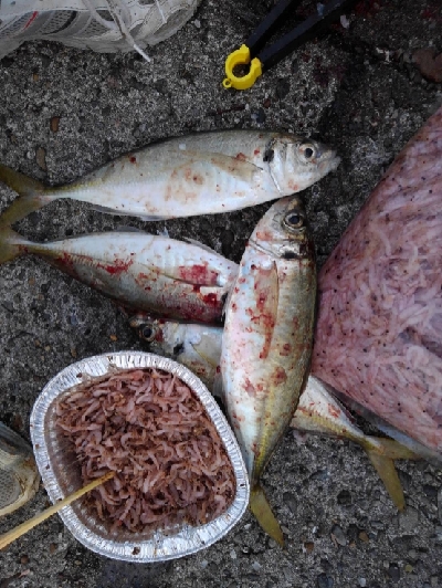 11/23釣果真鯛尺アジヘダイ