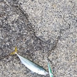 サバとシーバス