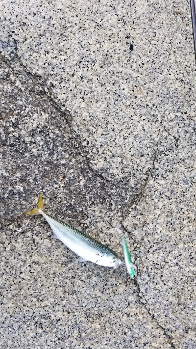 サバとシーバス