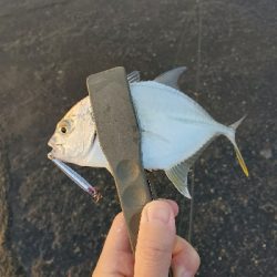 水面メッキポンポン?