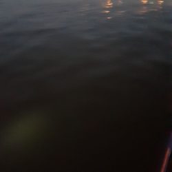 もうアジしか狙わん