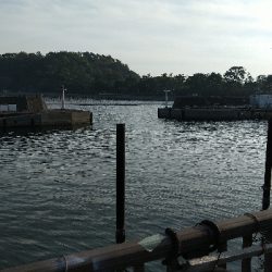 サビキ釣り撃沈