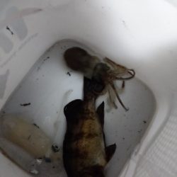 ヒイカのちメバル