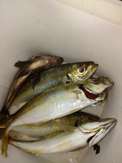 良型アジ回ってます