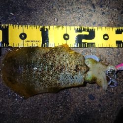 ２日連続朝マズメ狙い