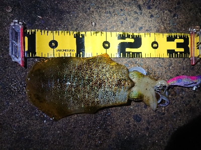 ２日連続朝マズメ狙い