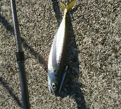 鰤に逢いたくてアジ、サバかよっ(T-T)