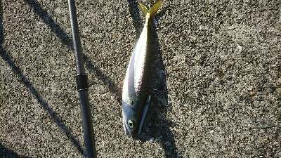 鰤に逢いたくてアジ、サバかよっ(T-T)