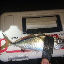 ジグ単アジング