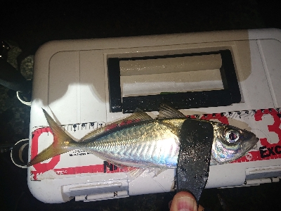 ジグ単アジング