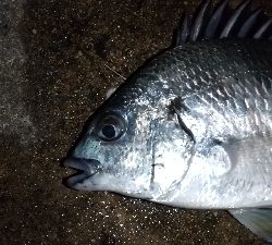 仕事帰りの部活動