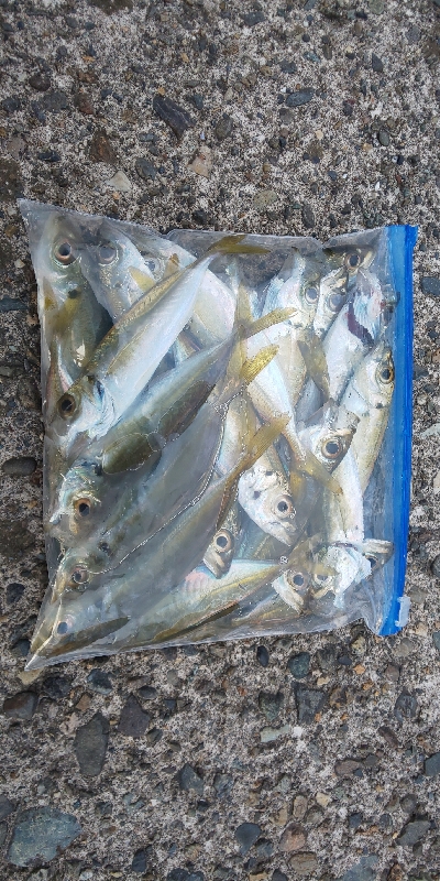 ジグ単アジング