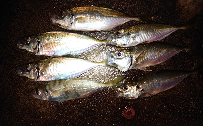 メッチャ引くで