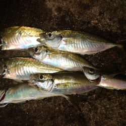 めっちゃサイズいい