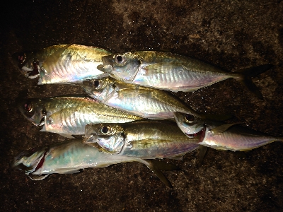 めっちゃサイズいい