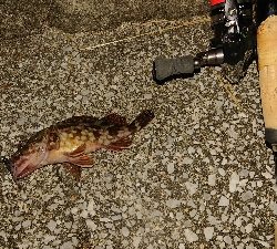 近場でアジング