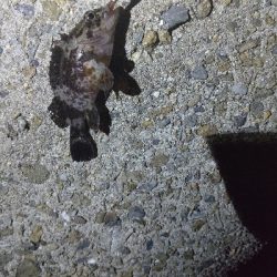 初のメバリング