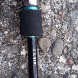 新子のアオリイカ