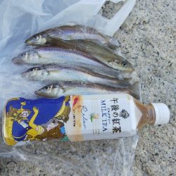 室津のキス釣り