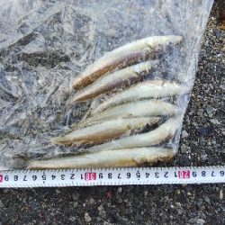 室津のキス釣り