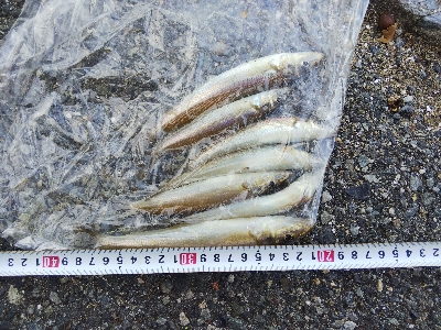 室津のキス釣り