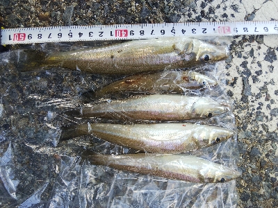 室津のキス釣り