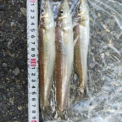 室津のキス釣り