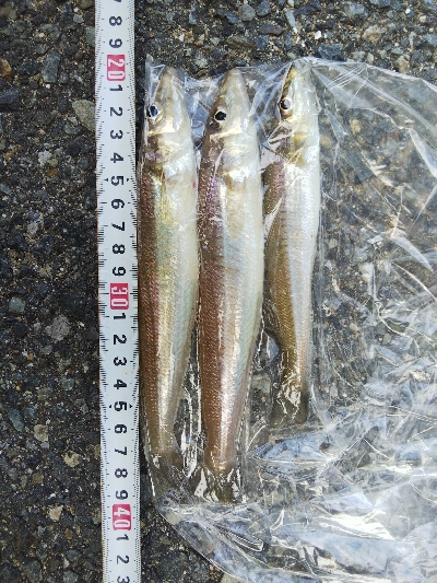 室津のキス釣り