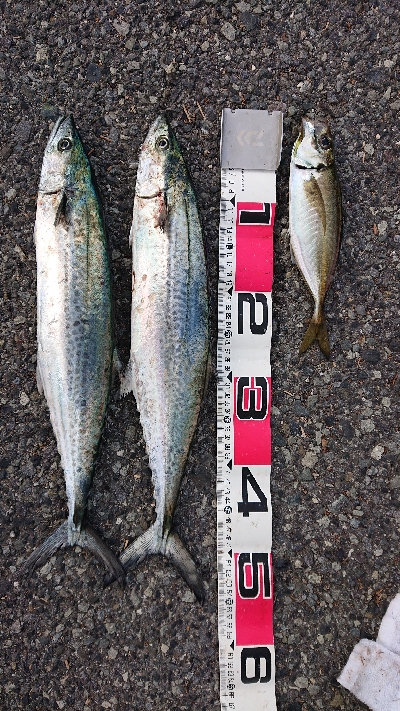 小潮でも高活性♪