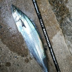 大阪湾メジロ→ハマチ&サゴシ群れが入れ替わりました