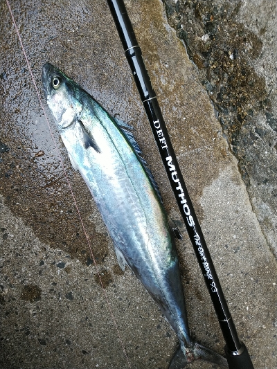 大阪湾メジロ→ハマチ&サゴシ群れが入れ替わりました