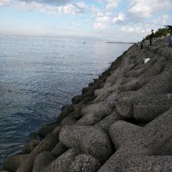 サゴシ好調です