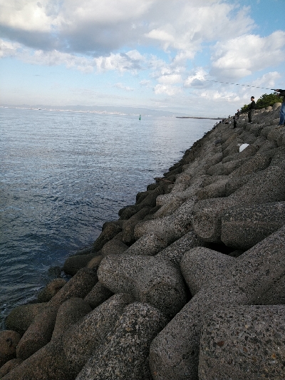 サゴシ好調です