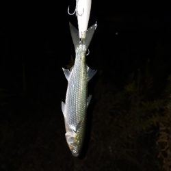 朝マズメボイル打ち