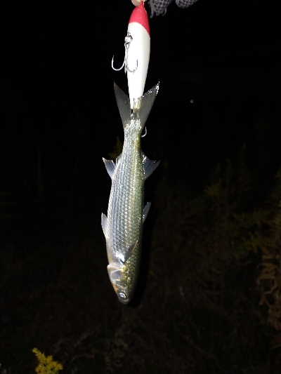 朝マズメボイル打ち