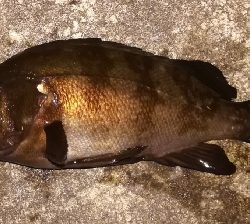 アジング不成立