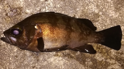 アジング不成立