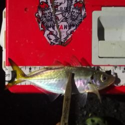 アジング練習 206