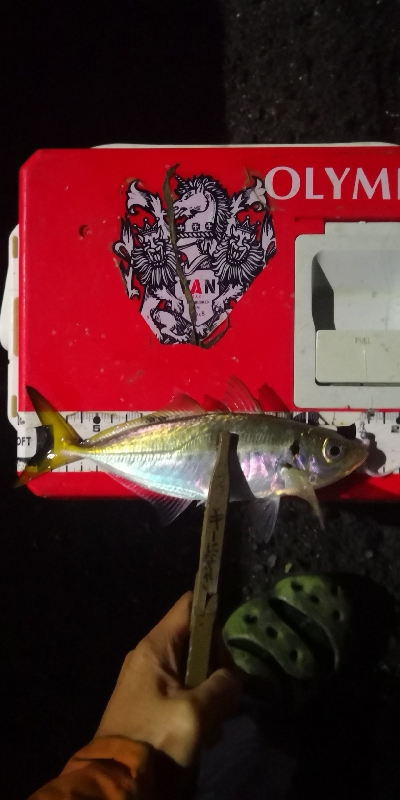 アジング練習 206