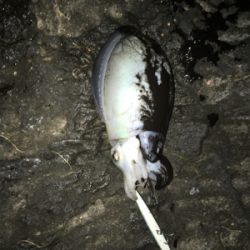 今シーズン初のドラゴンクラス