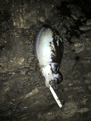 今シーズン初のドラゴンクラス