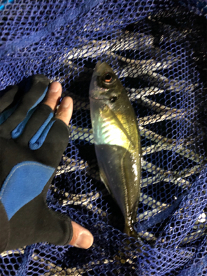 久々の小島養魚場!