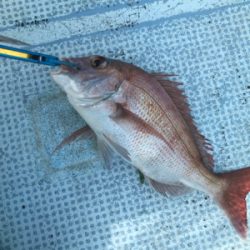 今年秋久々のヒトツテンヤ