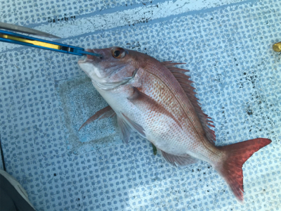 今年秋久々のヒトツテンヤ