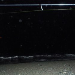 タコたちが元気!