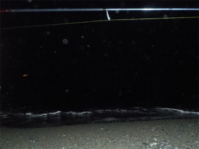 タコたちが元気!